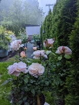 35676 Ledgeview Dr in Abbotsford, BC - Building Photo