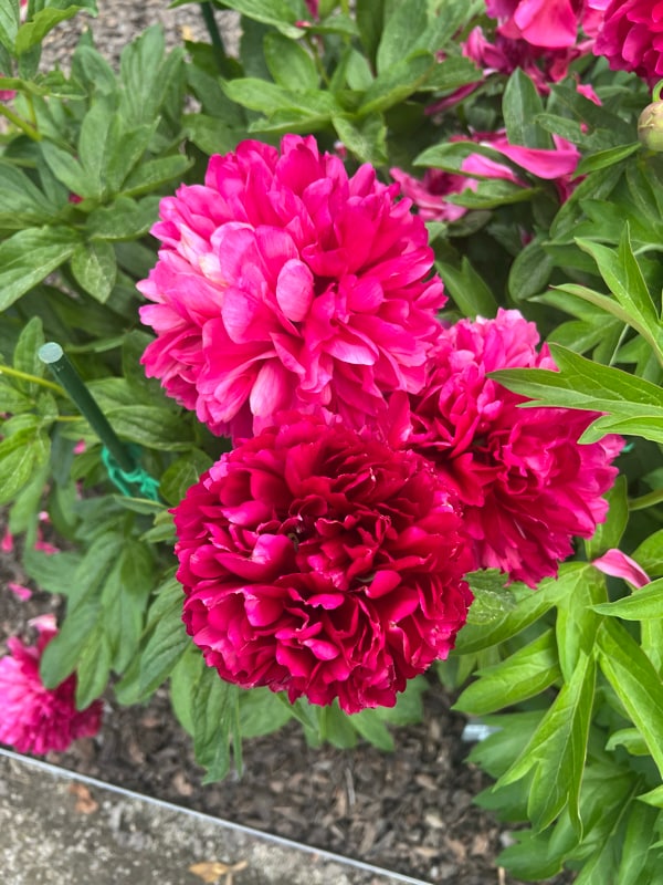 property at 4100 Mullan Rd