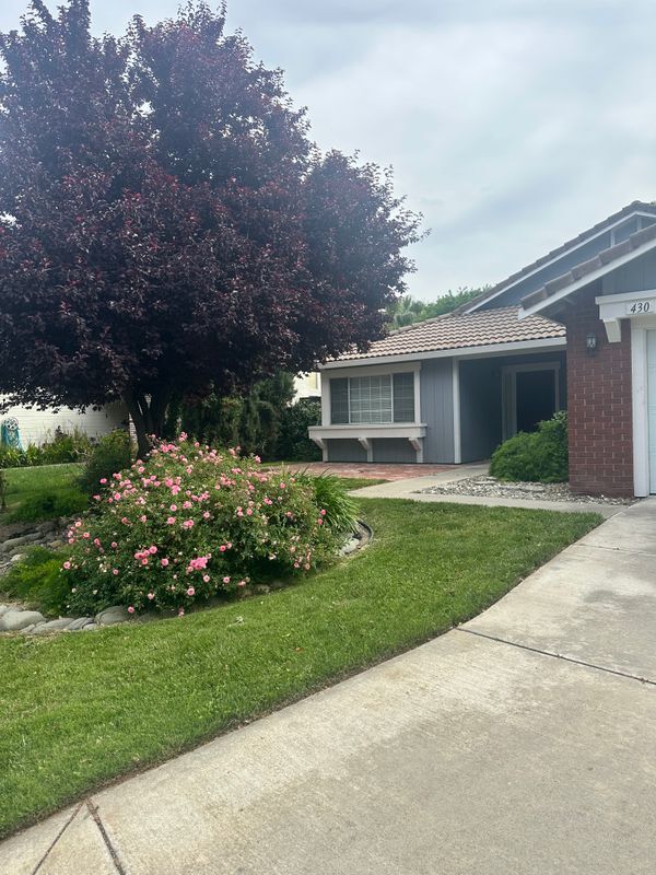 430 Silvertail Pl in Tracy, CA - Foto de edificio - Building Photo