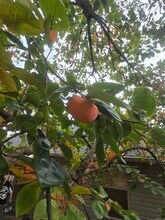 2921 Henson Pl in Bryant, AR - Building Photo - Building Photo