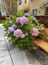 6939 Santero Way in Cotati, CA - Building Photo - Building Photo