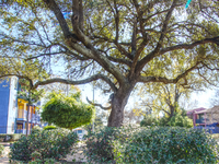 SunBlossom Mountain photo'