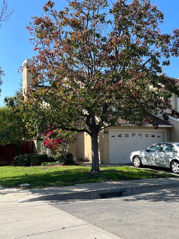 property at 41659 Carol Terrace