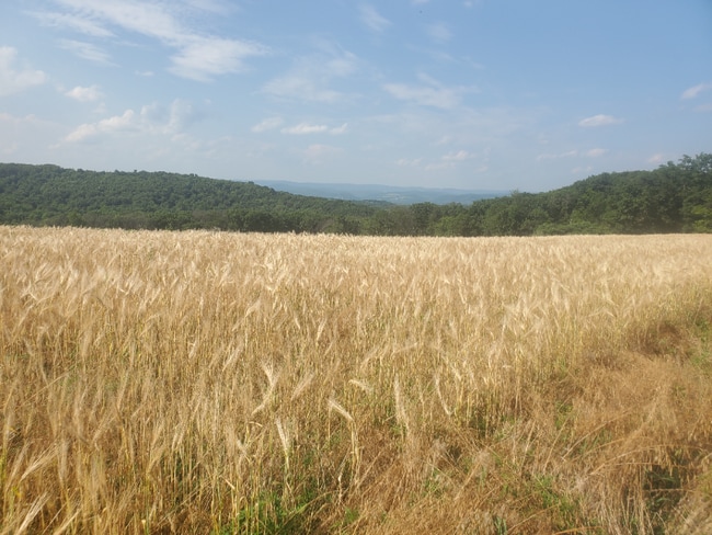 property at 21 Lewis township, Northumberland County