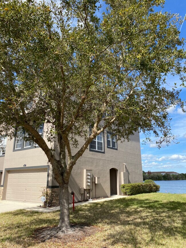 2517 Lexington Oak Dr in Brandon, FL - Building Photo - Building Photo