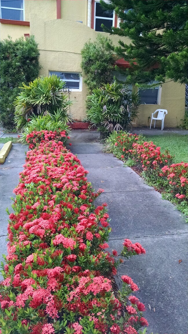 1325 Drew St Apartments and Nearby Clearwater Apartments For Rent