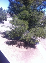 793 W Mesa Verde Dr in Nogales, AZ - Foto de edificio - Building Photo