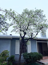 15341 Cohasset St in Van Nuys, CA - Foto de edificio - Building Photo