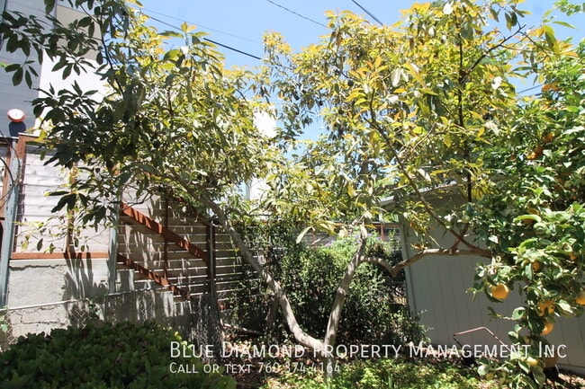 2369 Oxford Ave in Encinitas, CA - Building Photo - Building Photo
