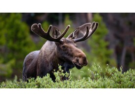 606 Chimborazo Blvd in Richmond, VA - Building Photo