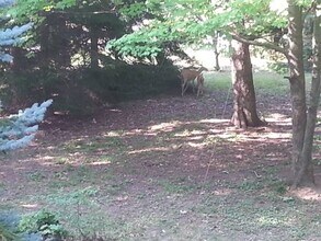 5211 Portage St NW, Unit Down stairs in North Canton, OH - Building Photo - Building Photo