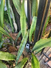 3680 NW 20th Ct in Miami, FL - Foto de edificio - Building Photo