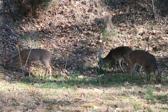 121 Sawmill Springs Rd in Bryson City, NC - Building Photo - Building Photo