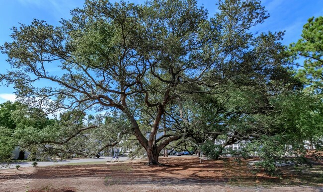 Arbor Trace in Wilmington, NC - Building Photo - Building Photo