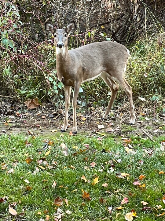 7 Wexford Dr in North Wales, PA - Building Photo