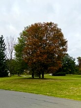 1049 Danby Rd in Ithaca, NY - Building Photo - Building Photo