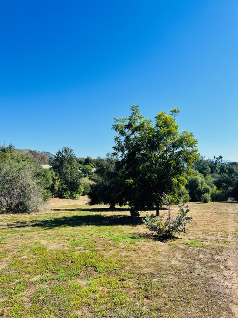 2462 Gum Tree Ln in Fallbrook, CA - Building Photo - Building Photo