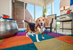 Echelon Apartments at Innovation Campus