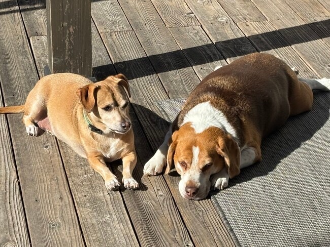 425 Azores Cir in Bay Point, CA - Building Photo - Building Photo