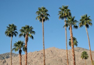 Palos Verdes Villas in Palm Springs, CA - Foto de edificio - Building Photo