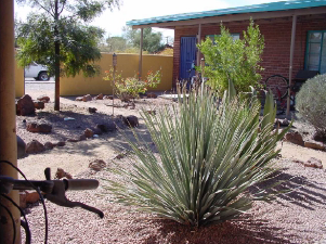 1211 E 9th St in Tucson, AZ - Building Photo - Building Photo