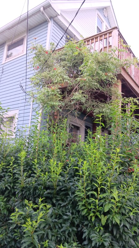 3435 W 62nd St, Unit 3435 west 62st up in Cleveland, OH - Building Photo - Building Photo
