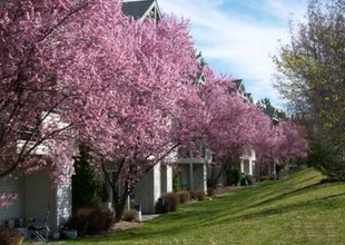 Columbia Square Apartments in East Wenatchee, WA - Building Photo - Building Photo