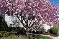 Society Hill photo'