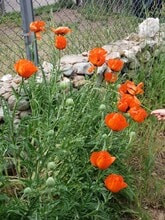 839 Steinfelt Pkwy in Fairplay, CO - Foto de edificio - Building Photo