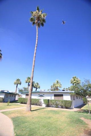 14 Palms Apartments in Tempe, AZ - Foto de edificio - Building Photo