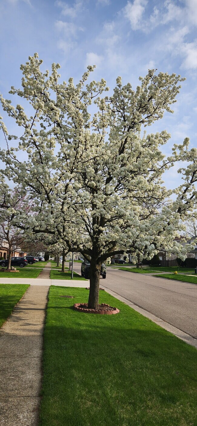 26 Bert Rd in Buffalo, NY - Building Photo - Building Photo