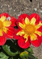 565 E Market St in Celina, OH - Building Photo