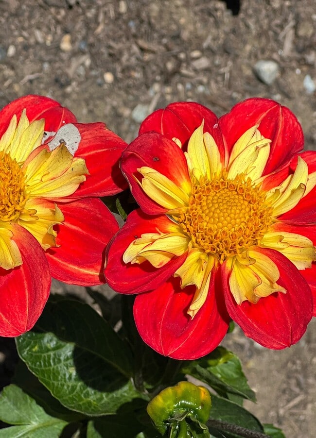 565 E Market St in Celina, OH - Building Photo - Building Photo