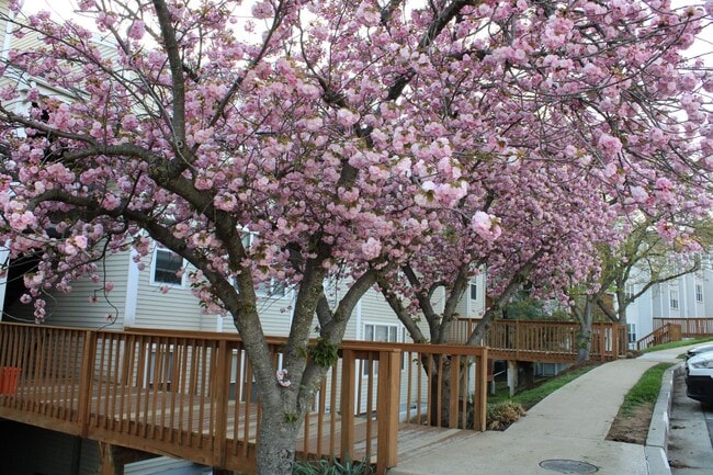 20 Deer Run Ct in Arbutus, MD - Building Photo - Building Photo