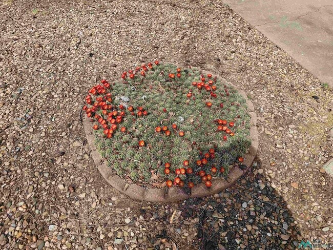 1600 Arcineiga Dr in Clovis, NM - Building Photo - Building Photo