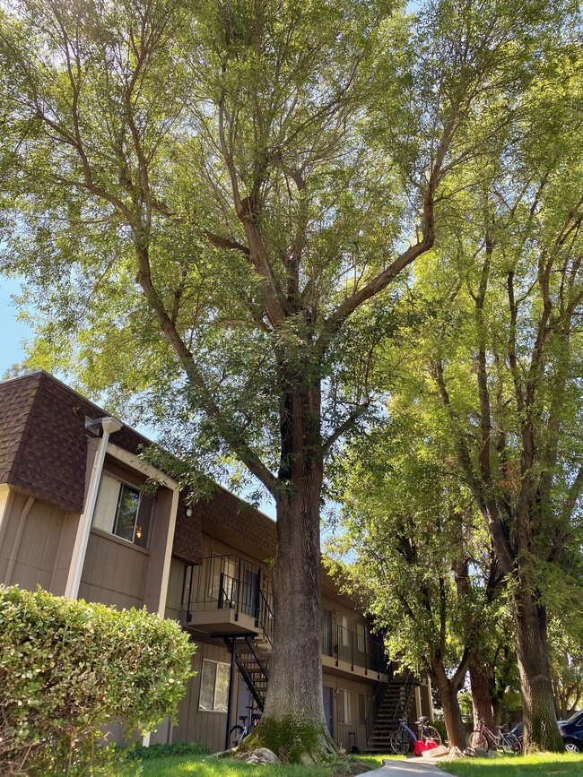 Cascade Davis LLC in Davis, CA - Foto de edificio - Building Photo