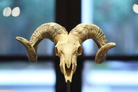 Tate Tanglewood photo'