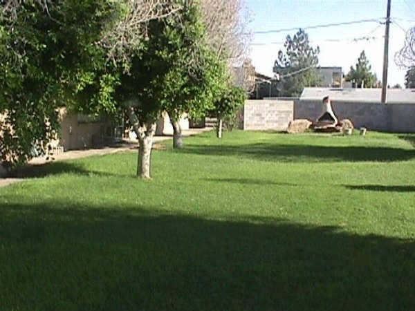 Laurie Lane Apartments in Glendale, AZ - Building Photo - Building Photo