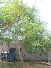 4233 SE 8th Pl in Cape Coral, FL - Building Photo - Building Photo