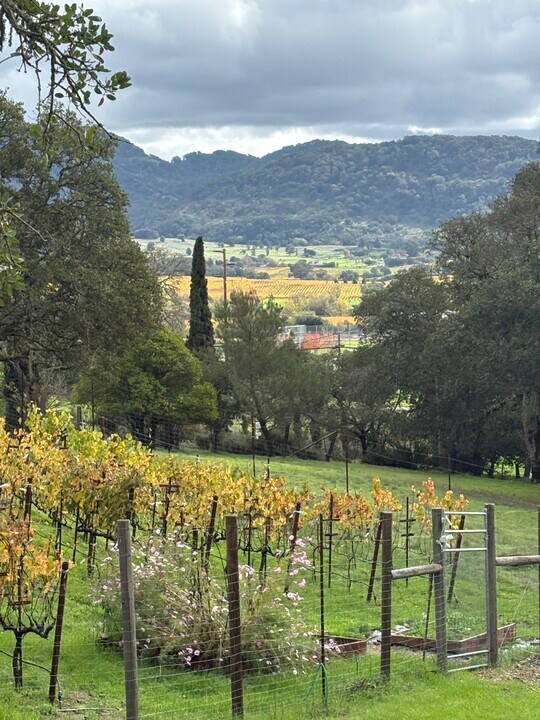 42 Jacks Ln in Napa, CA - Building Photo