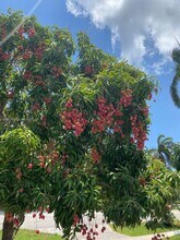 1251 SW 11th Terrace in Boca Raton, FL - Building Photo - Building Photo