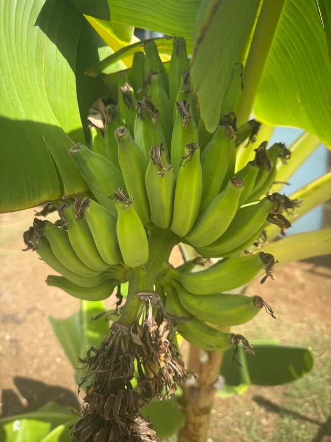 1769 Puowaina Dr in Honolulu, HI - Building Photo - Building Photo