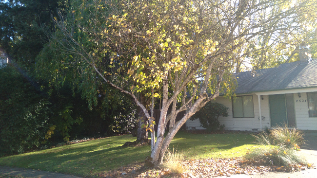 2504 Redwood Ct in Newberg, OR - Building Photo - Building Photo