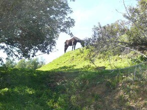 22252 Alta Dr, Unit Horse in Topanga, CA - Building Photo - Building Photo