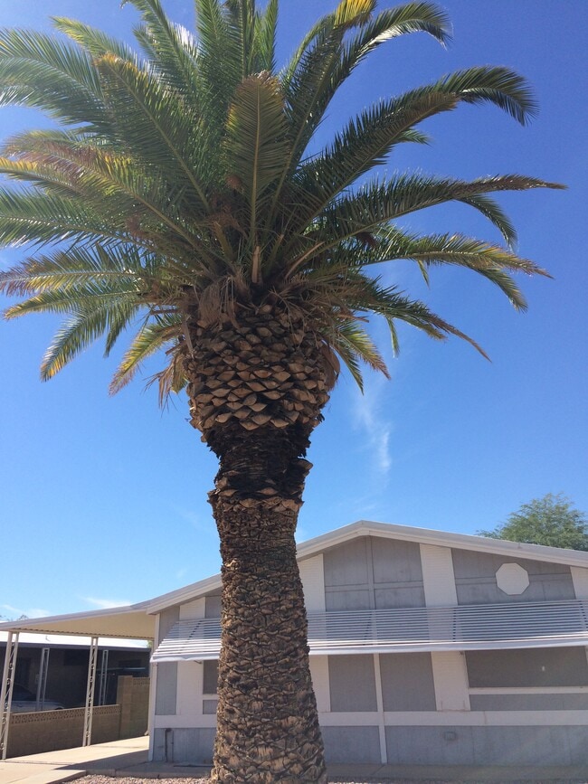 property at 26618 S Maricopa Pl