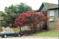 Casa Blanca in Dallas, TX - Foto de edificio - Building Photo