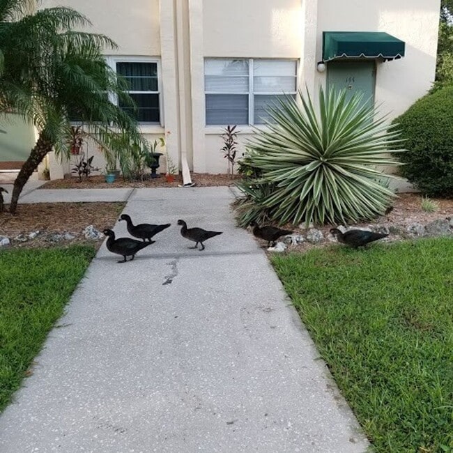 4800 Rilma Ave in Sarasota, FL - Building Photo - Building Photo