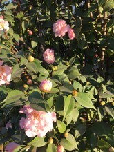 840 W 168th St, Unit #B in Gardena, CA - Building Photo - Building Photo