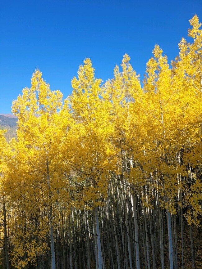 1775 W Gore Creek Dr-Unit -1 Bedroom in Vail, CO - Building Photo - Building Photo