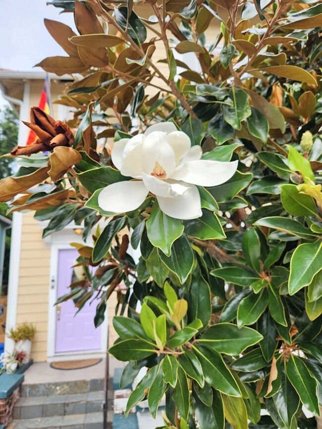 property at 2706 Soniat St